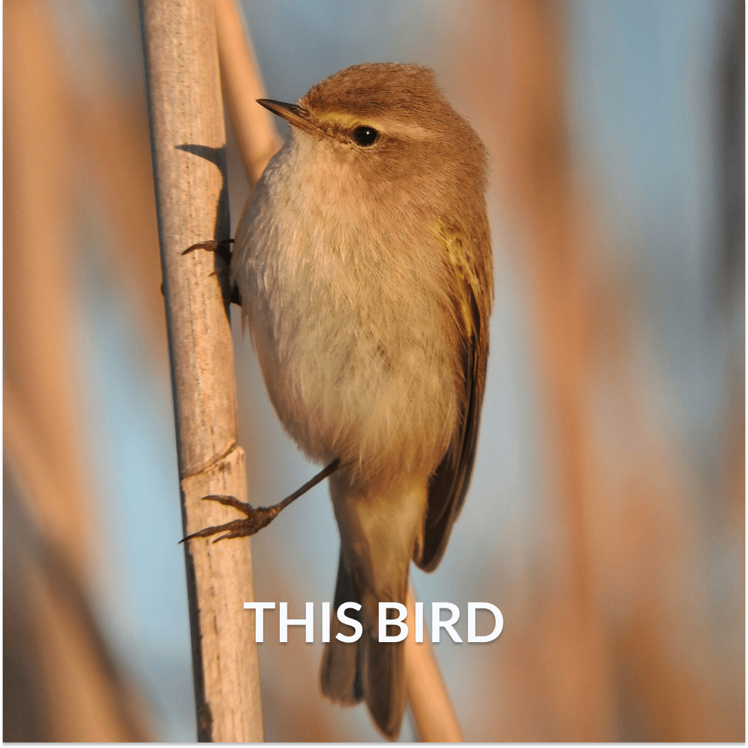 ZILPZALP chevron beret crochet pattern | PDF